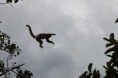 /album/en-pantanal-mt/a1040605-445293292232497-921768869-o-monkey-jpg1/